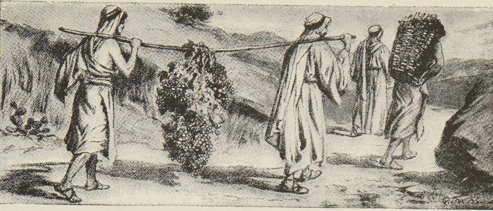 Grapes of Palestine.